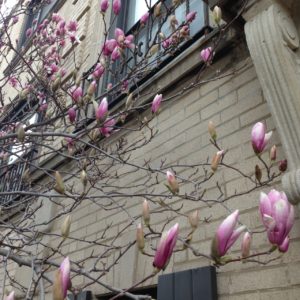 Magnolia tree blossoming against a building