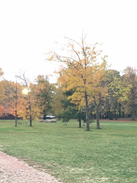 leaves changing colors in the fall